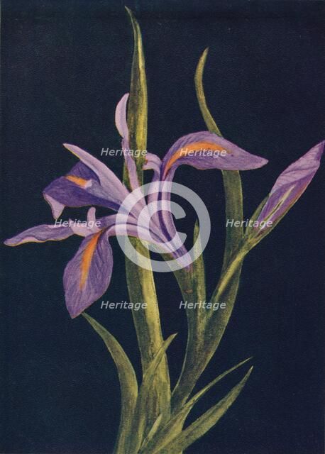'Ground Iris',  c1915, (1915). Artist: Emma Graham Clock.