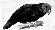 Ground Parrot - by H. Stacy Marks, R.A., 1895. Creator: George Meisenbach