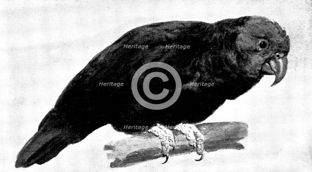 Ground Parrot - by H. Stacy Marks, R.A., 1895. Creator: George Meisenbach.
