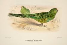 Ground Parrot, pub. 1916 (hand coloured engraving). Creator: Roland Green (1896 - 1972)
