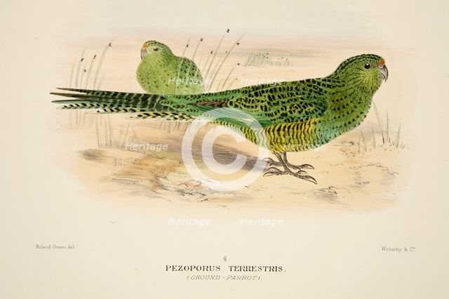 Ground Parrot, pub. 1916 (hand coloured engraving). Creator: Roland Green (1896 - 1972).