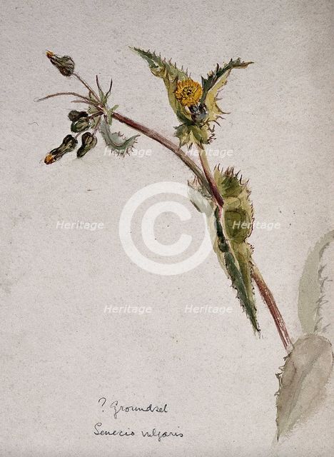 Groundsel (Senecio vulgaris): flowering stem. Creator: Unknown.