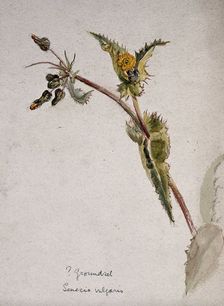Groundsel (Senecio vulgaris): flowering stem. Creator: Unknown