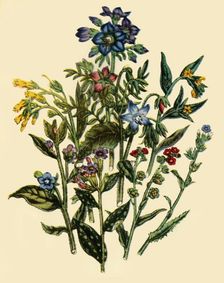 Group from the Forget-Me-Not Family 1846, (1944). Creator: Unknown