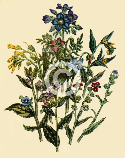 'Group from the Forget-Me-Not Family', 1846, (1944).  Creator: Unknown.