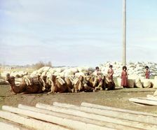 Group of camels and four men posed in front of piles of sacks, logs in..., between 1905 and 1915. Creator: Sergey Mikhaylovich Prokudin-Gorsky