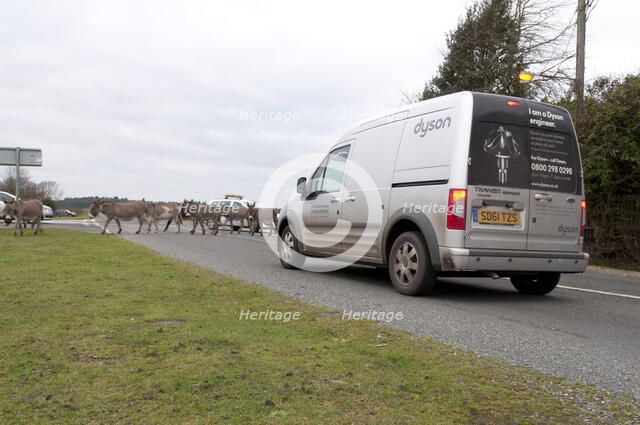 Group of donkeys crossing road and holding up traffic in New Forest 2011 Artist: Unknown.