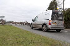 Group of donkeys crossing road and holding up traffic in New Forest 2011