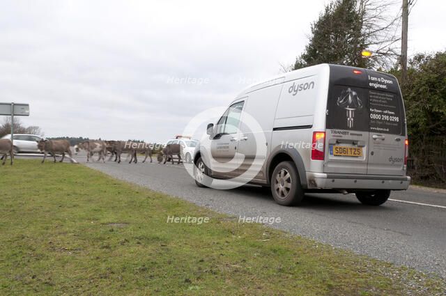 Group of donkeys crossing road and holding up traffic in New Forest 2011 Artist: Unknown.