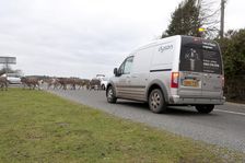 Group of donkeys crossing road and holding up traffic in New Forest 2011