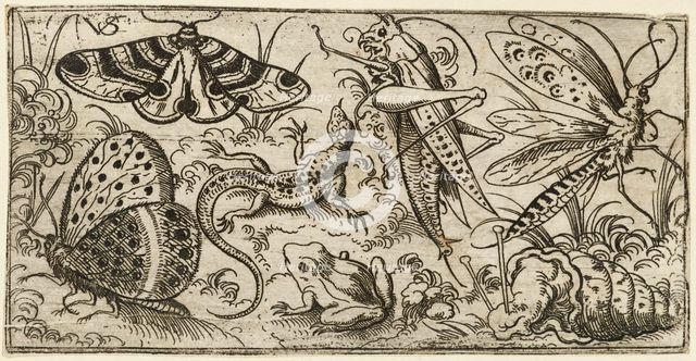 Group of insects and animals on a plain ground with grass..., 1530 - 1562.  Creator: Virgil Solis.