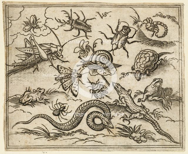 Group of insects and reptiles on plain ground with rocks, including an iguana, a lizard..., 1557.  Creator: Virgil Solis.