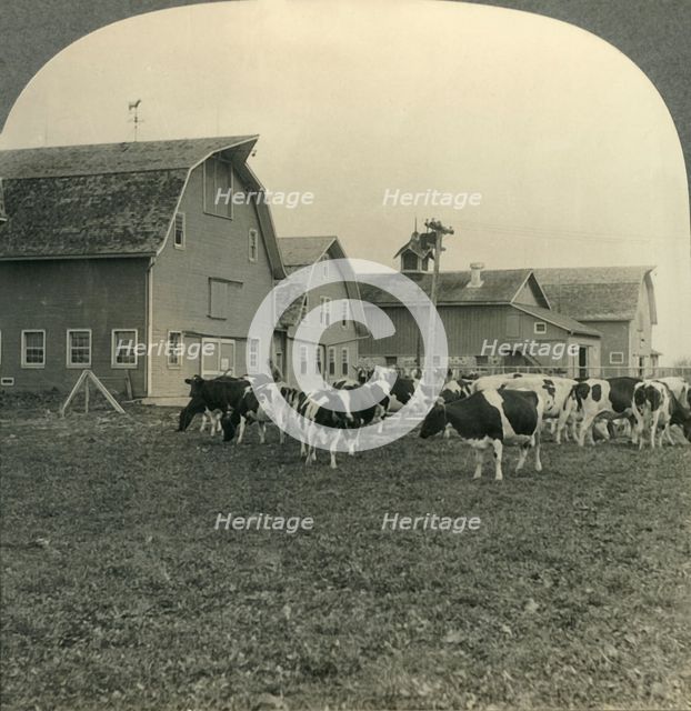 'Group of Modern Dairy Barns and Herd of Holstein Cattle at Lake Mills, Wisconsin.', c1930s. Creator: Unknown.