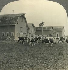 Group of Modern Dairy Barns and Herd of Holstein Cattle at Lake Mills, Wisconsin. c1930s. Creator: Unknown