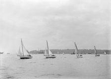 Group of Solent Sea Birds, 1922. Creator: Kirk & Sons of Cowes