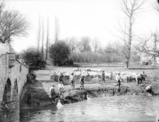 Group of shepherds washing their sheep in the river, Radcot Bridge, Oxfordshire, 1885. Artist: Henry Taunt