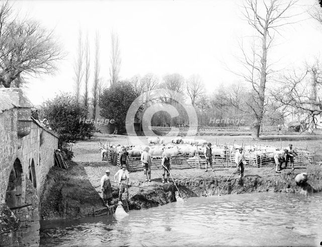 Group of shepherds washing their sheep in the river, Radcot Bridge, Oxfordshire, 1885. Artist: Henry Taunt