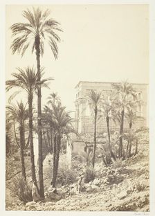 Group of Palms, 1858/62. Creator: Francis Frith