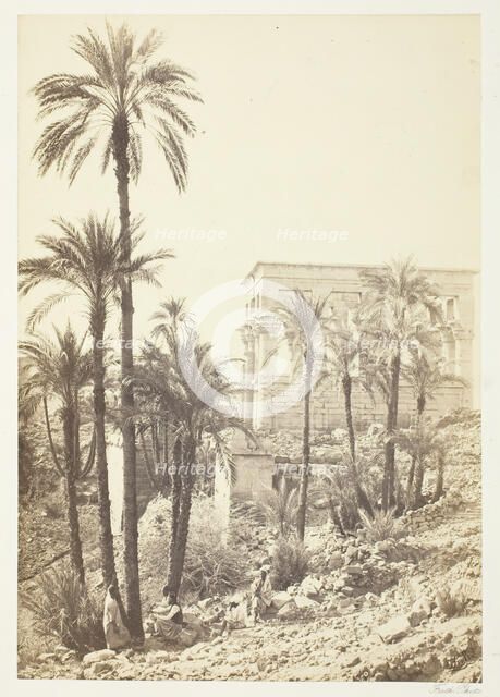 Group of Palms, 1858/62. Creator: Francis Frith.