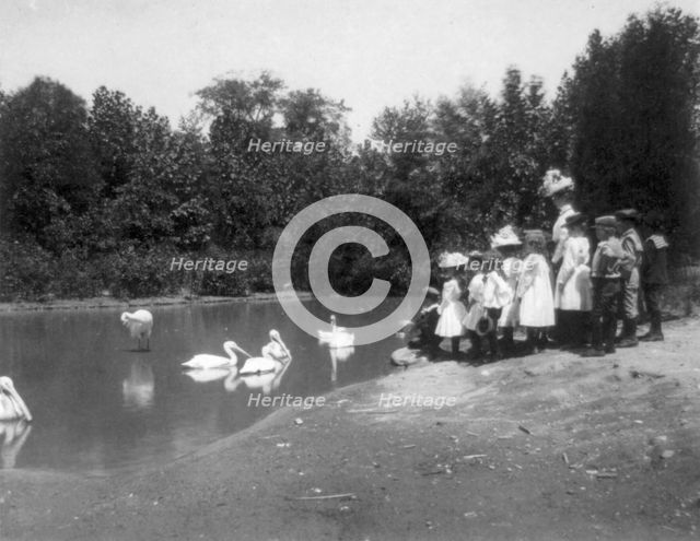 Group of public school children looking at pelicans and swan in the Nation...Washington DC, (1899?). Creator: Frances Benjamin Johnston.