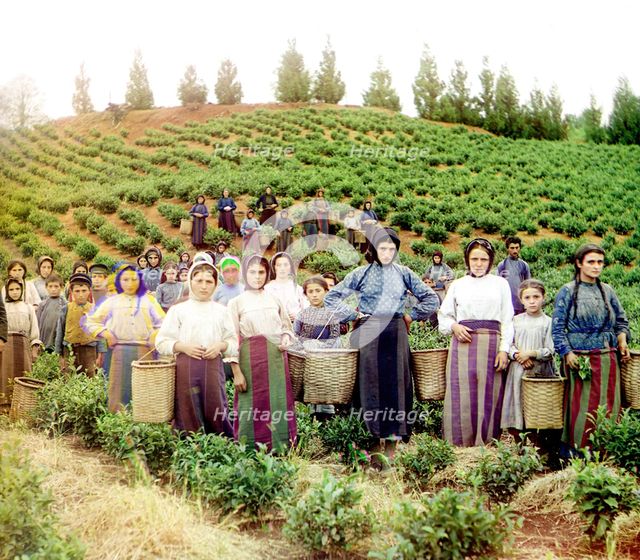 Group of workers harvesting tea, Greek women [Chakva], between 1905 and 1915. Creator: Sergey Mikhaylovich Prokudin-Gorsky.