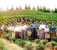 Group of workers harvesting tea, Greek women [Chakva], between 1905 and 1915. Creator: Sergey Mikhaylovich Prokudin-Gorsky