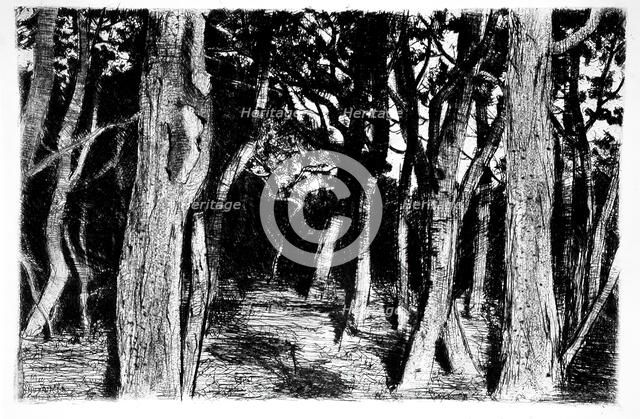 Group of trees, c1896. Creator: Walter Leistikow.