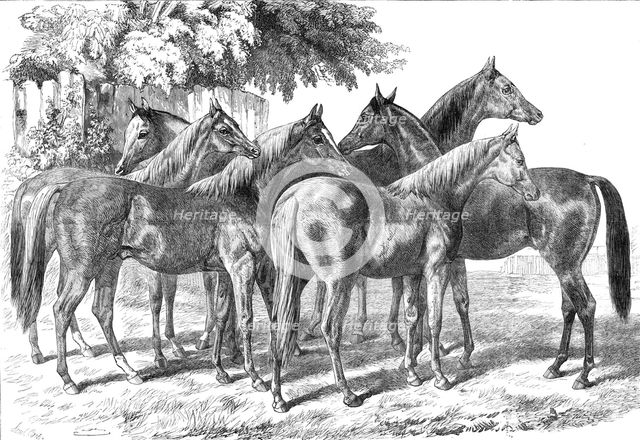Group of yearlings at Mr. Blenkiron's sale, Middle Park, Eltham, Kent, 1868. Creator: Unknown.