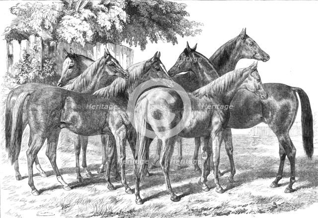 Group of yearlings at Mr. Blenkiron's sale, Middle Park, Eltham, Kent, 1868. Creator: Unknown.