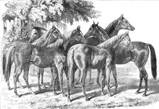 Group of yearlings at Mr. Blenkiron's sale, Middle Park, Eltham, Kent, 1868. Creator: Unknown