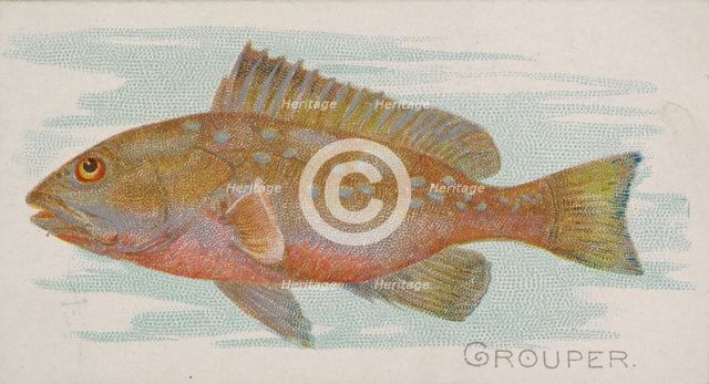 Grouper, from the Fish from American Waters series (N8) for Allen & Ginter Cigarettes Brands, 1889. Creator: Allen & Ginter.
