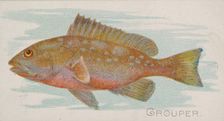 Grouper, from the Fish from American Waters series (N8) for Allen & Ginter Cigarettes Brands, 1889. Creator: Allen & Ginter