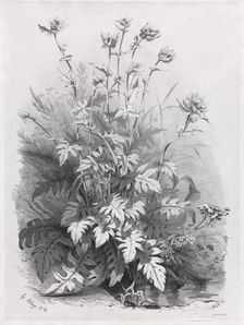 Groups of Various Plants Drawn After Nature: No. 7, 1848. Creator: Eugene Bléry (French, 1805-1886); Thierry frères