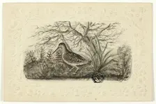 Grouse, n.d. Creator: Henry LeJeune