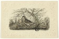 Grouse, n.d. Creator: Henry LeJeune