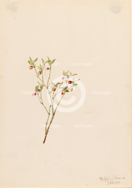 Grouse Whortleberry (Vaccinum scoparium), 1916. Creator: Mary Vaux Walcott.