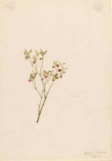 Grouse Whortleberry (Vaccinum scoparium), 1916. Creator: Mary Vaux Walcott