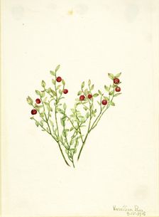 Grouse Whortleberry (Vaccinium scoparium), 1918. Creator: Mary Vaux Walcott