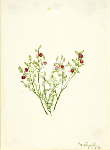 Grouse Whortleberry (Vaccinium scoparium), 1918. Creator: Mary Vaux Walcott.