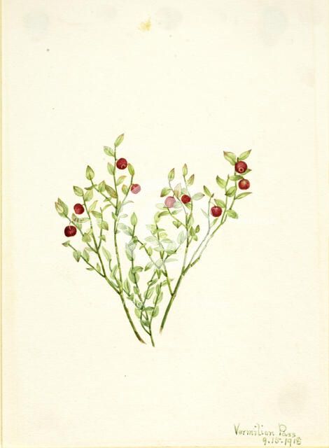 Grouse Whortleberry (Vaccinium scoparium), 1918. Creator: Mary Vaux Walcott.