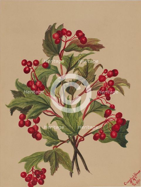 Grouseberry (Viburnum americanum), 1880. Creator: Mary Vaux Walcott.