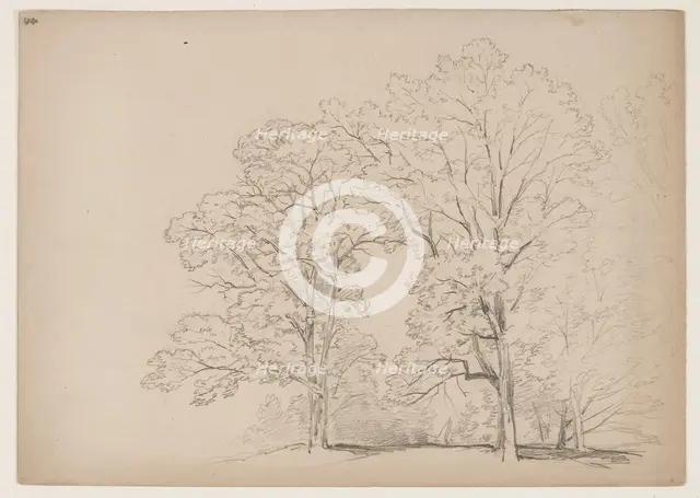 Grove of Trees, between 1831 and 1893. Creator: John William Casilear.