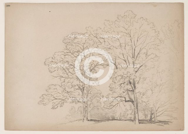 Grove of Trees, between 1831 and 1893. Creator: John William Casilear.