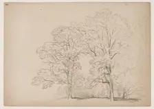 Grove of Trees, between 1831 and 1893. Creator: John William Casilear