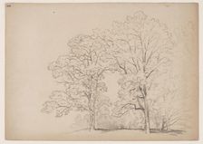 Grove of Trees, between 1831 and 1893. Creator: John William Casilear