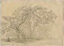 Grove of Trees [verso], c. 1835. Creator: Friedrich Salathe