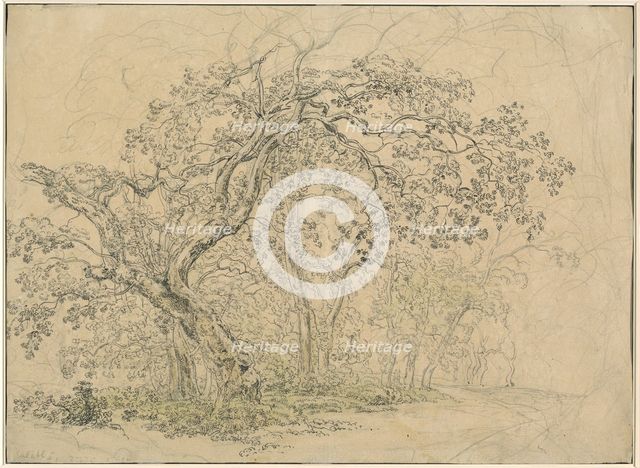 Grove of Trees [verso], c. 1835. Creator: Friedrich Salathe.