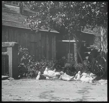 Gutach, 1894. Creator: Alfred Stieglitz