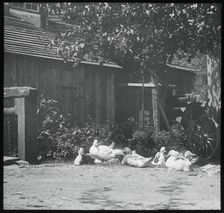 Gutach, 1894. Creator: Alfred Stieglitz