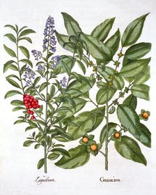 Guaiacum and Chinese Privet, from Hortus Eystettensis by Basil Besler (1561-1629), pub. 1613 (han